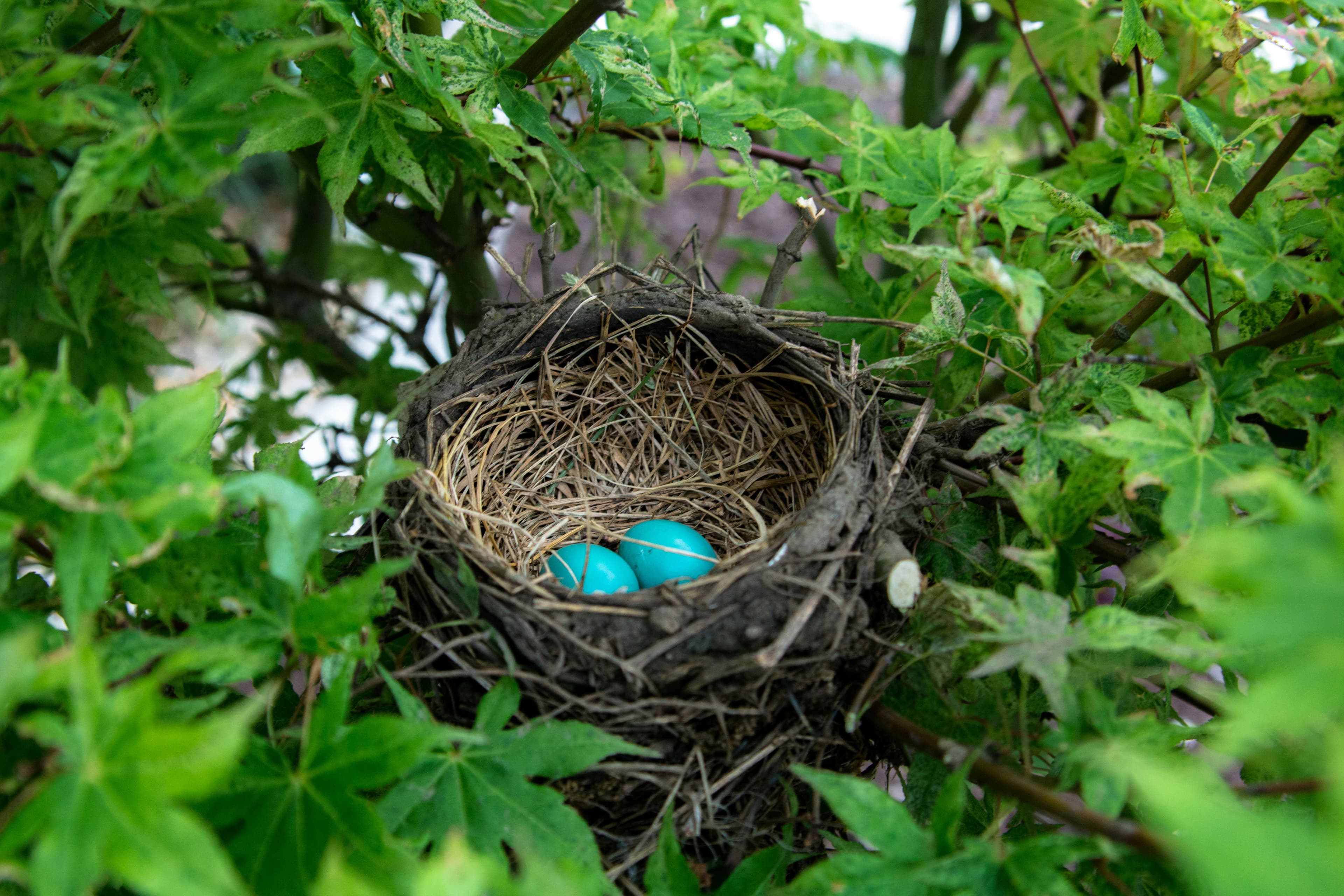 How to Start Bird Watching