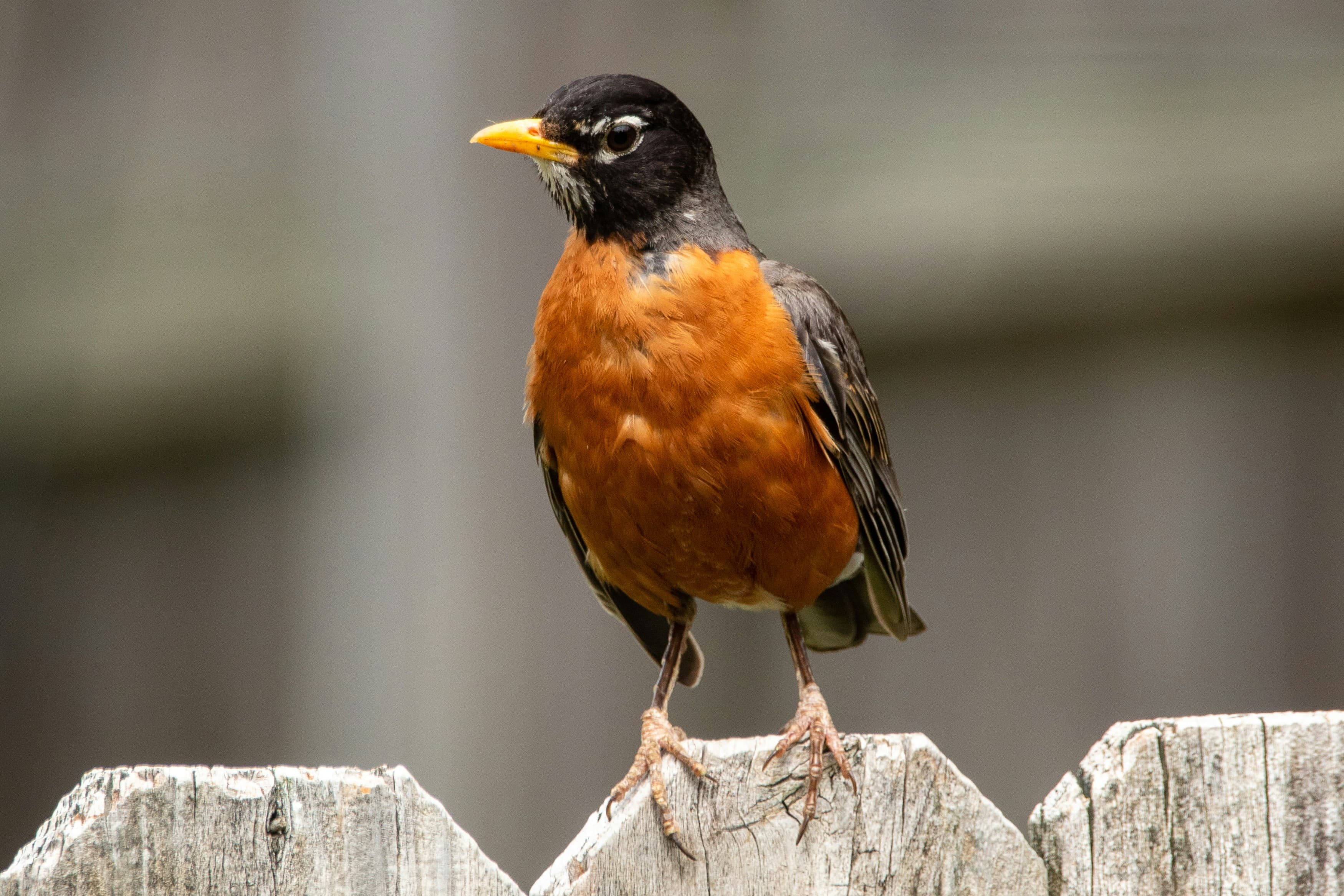 American Robin