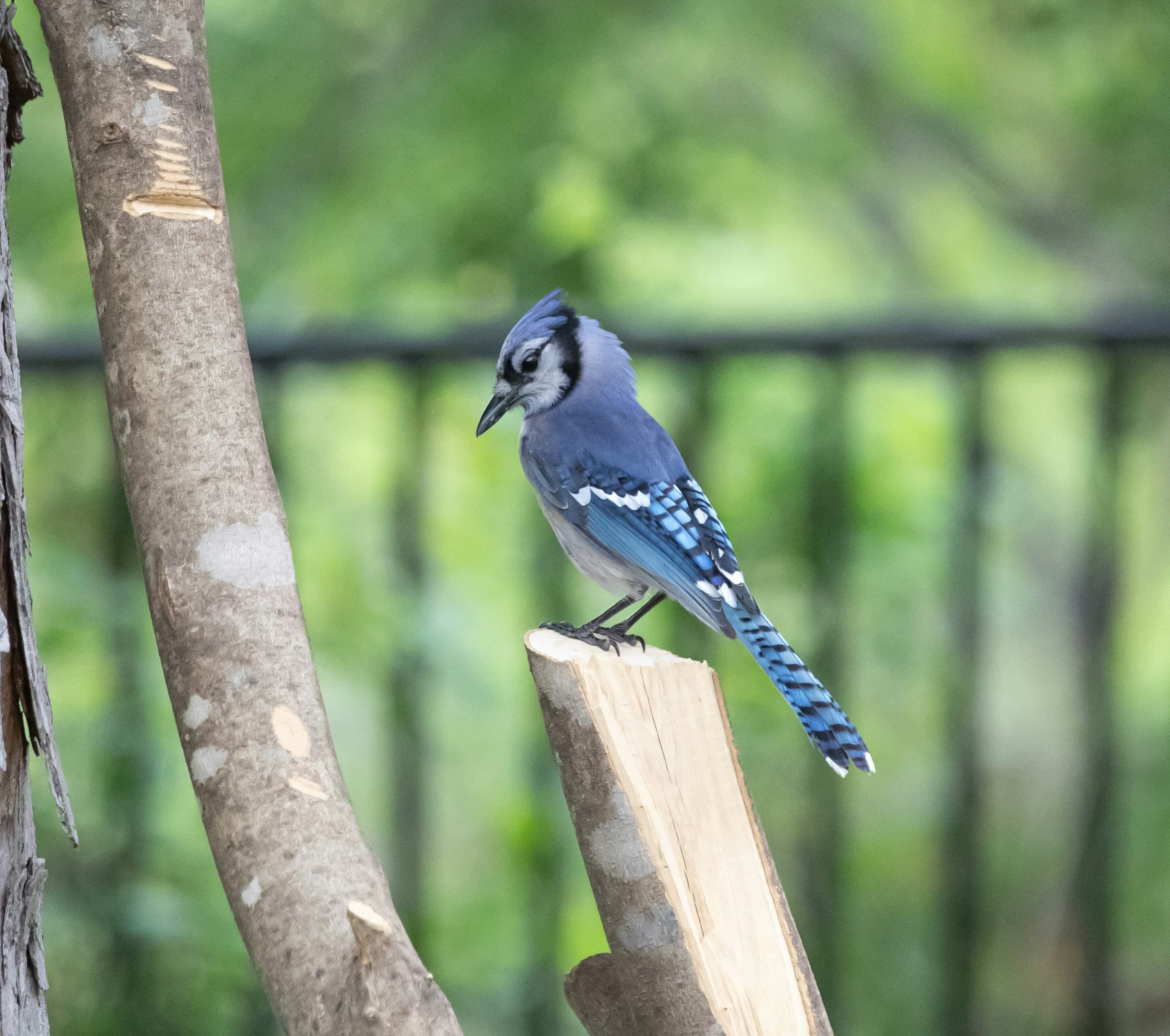 Blue Jay