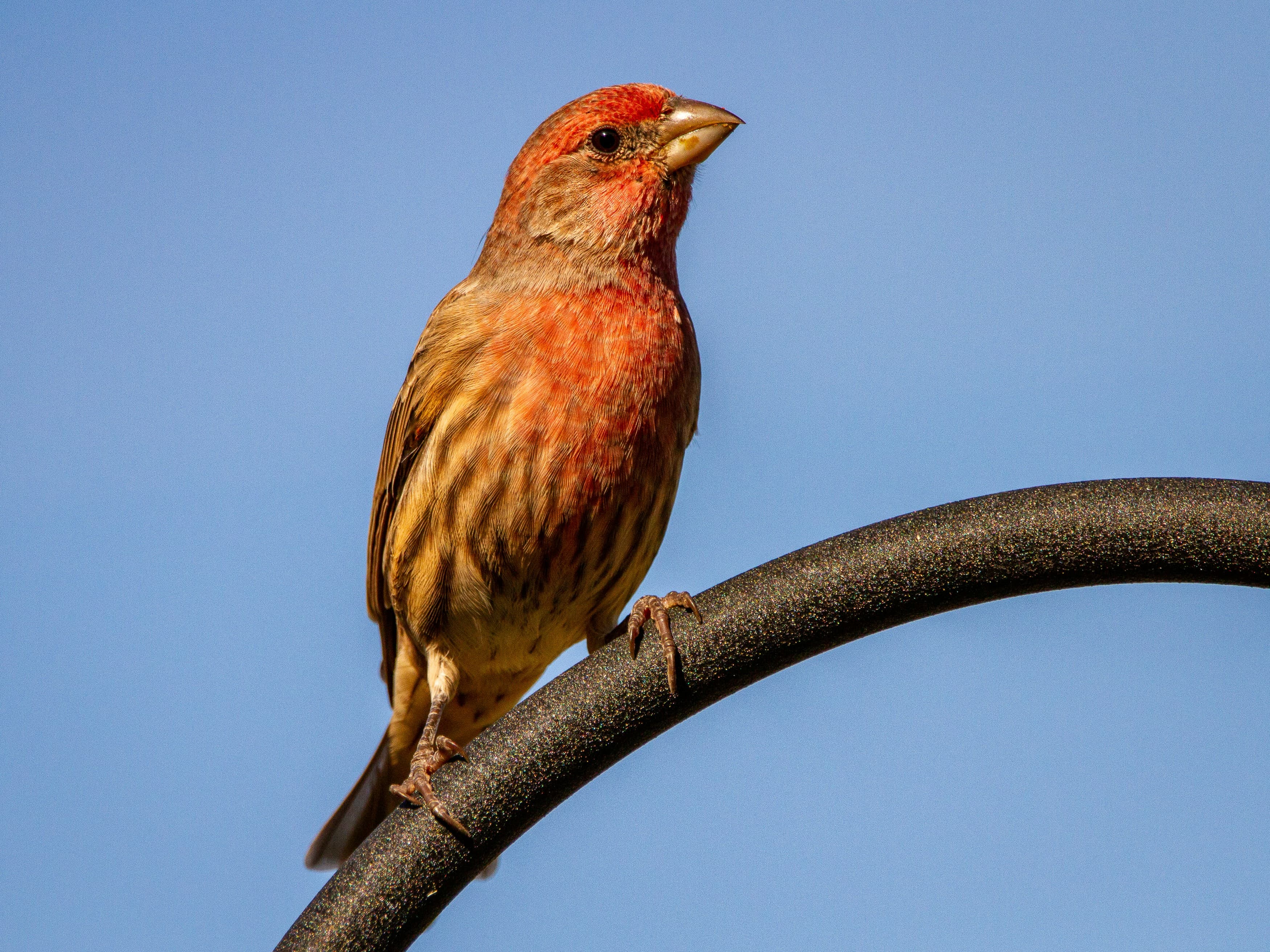 House Finch