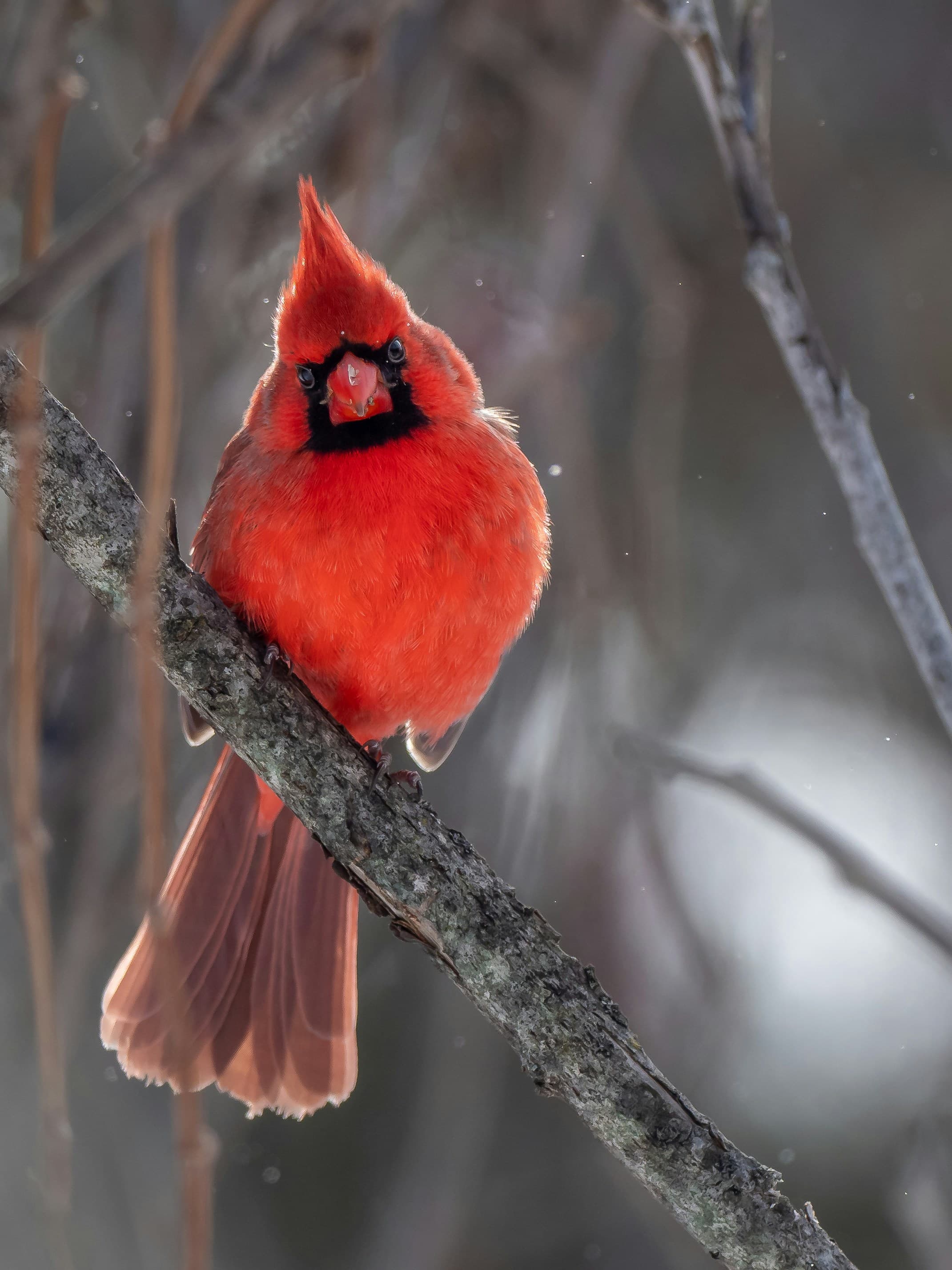 Northern Cardinal